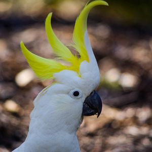 Preview wallpaper cockatoo, parrot, birds, white, beak
