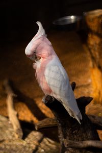 Preview wallpaper cockatoo, parrots, bird, feathers, branch