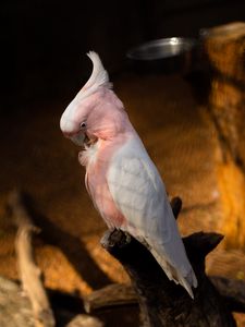 Preview wallpaper cockatoo, parrots, bird, feathers, branch