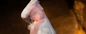 Preview wallpaper cockatoo, parrots, bird, feathers, branch