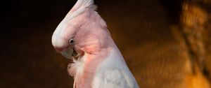 Preview wallpaper cockatoo, parrots, bird, feathers, branch