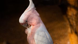 Preview wallpaper cockatoo, parrots, bird, feathers, branch