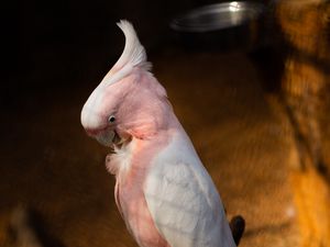 Preview wallpaper cockatoo, parrots, bird, feathers, branch