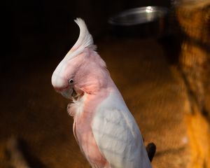 Preview wallpaper cockatoo, parrots, bird, feathers, branch