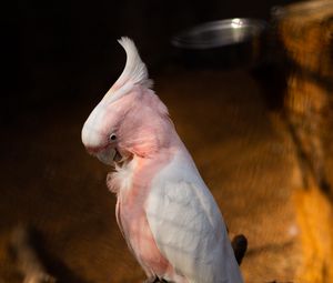 Preview wallpaper cockatoo, parrots, bird, feathers, branch