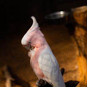 Preview wallpaper cockatoo, parrots, bird, feathers, branch