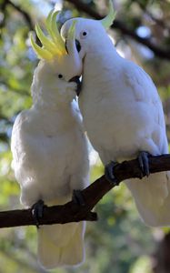 Preview wallpaper cockatoo, parrots, birds, white