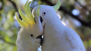 Preview wallpaper cockatoo, parrots, birds, white