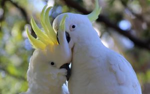 Preview wallpaper cockatoo, parrots, birds, white