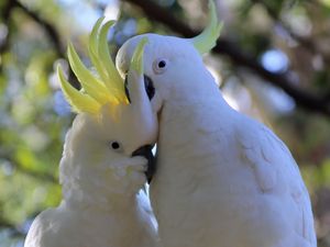 Preview wallpaper cockatoo, parrots, birds, white