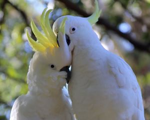 Preview wallpaper cockatoo, parrots, birds, white