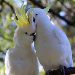 Preview wallpaper cockatoo, parrots, birds, white