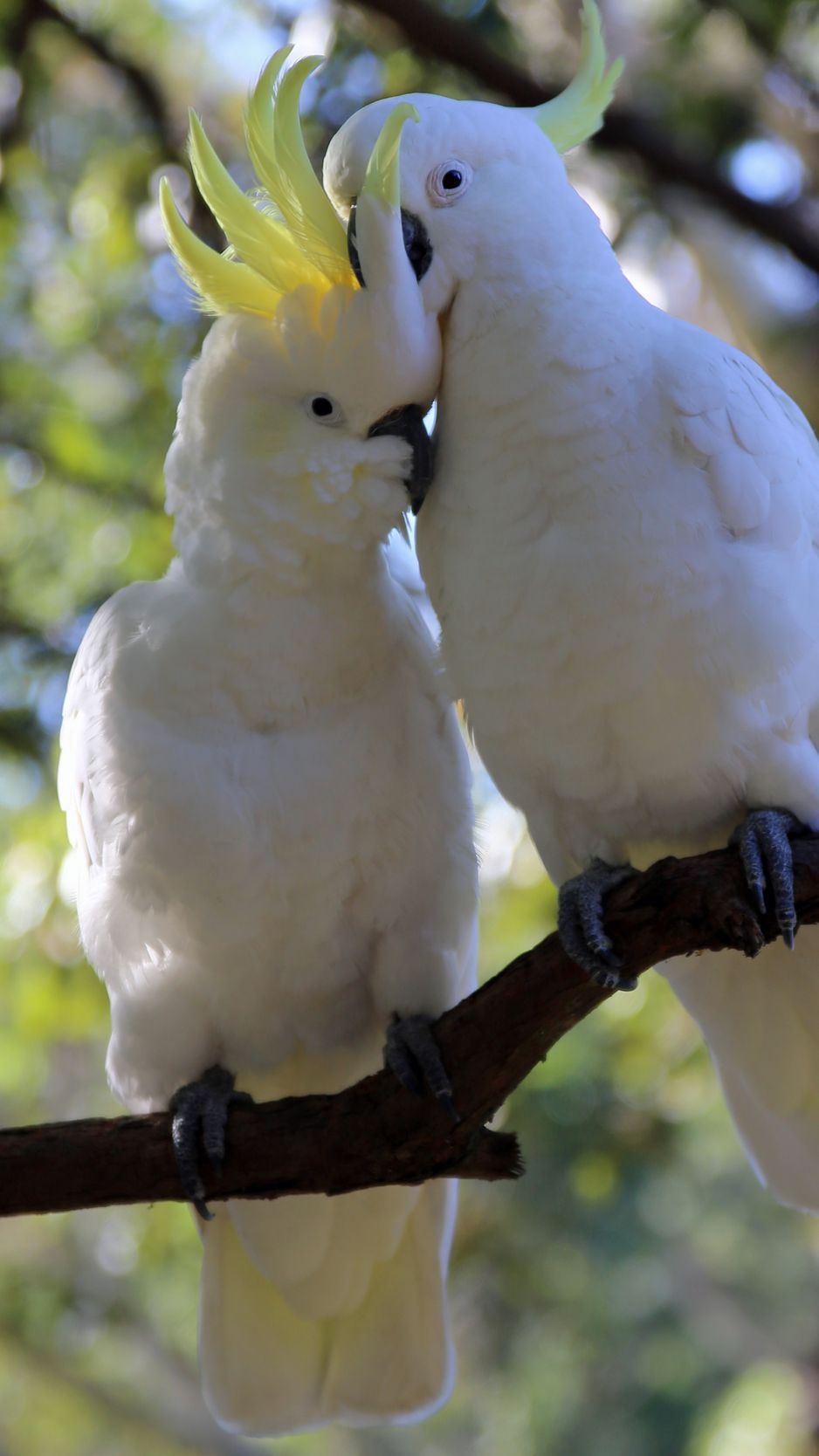 Download wallpaper 938x1668 cockatoo, parrots, birds, white iphone 8/7