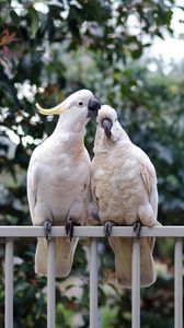 Preview wallpaper cockatoo, parrots, birds, white, couple