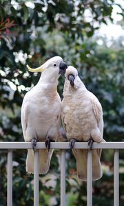 Preview wallpaper cockatoo, parrots, birds, white, couple