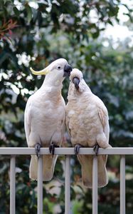 Preview wallpaper cockatoo, parrots, birds, white, couple