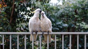 Preview wallpaper cockatoo, parrots, birds, white, couple