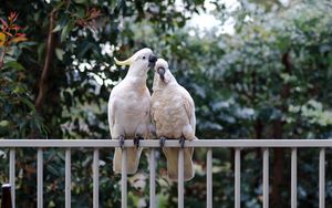 Preview wallpaper cockatoo, parrots, birds, white, couple