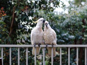 Preview wallpaper cockatoo, parrots, birds, white, couple