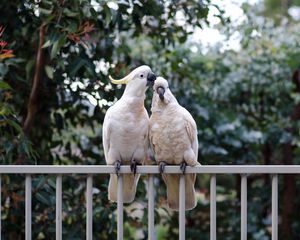 Preview wallpaper cockatoo, parrots, birds, white, couple