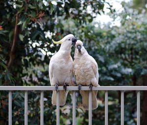 Preview wallpaper cockatoo, parrots, birds, white, couple