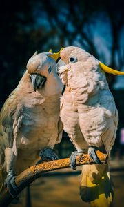 Preview wallpaper cockatoo, parrots, love, birds