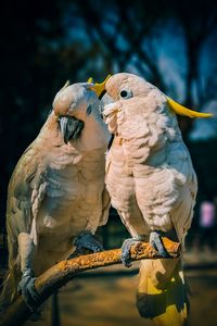 Preview wallpaper cockatoo, parrots, love, birds