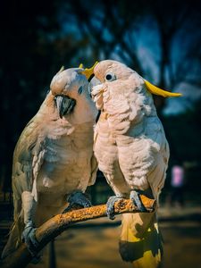 Preview wallpaper cockatoo, parrots, love, birds