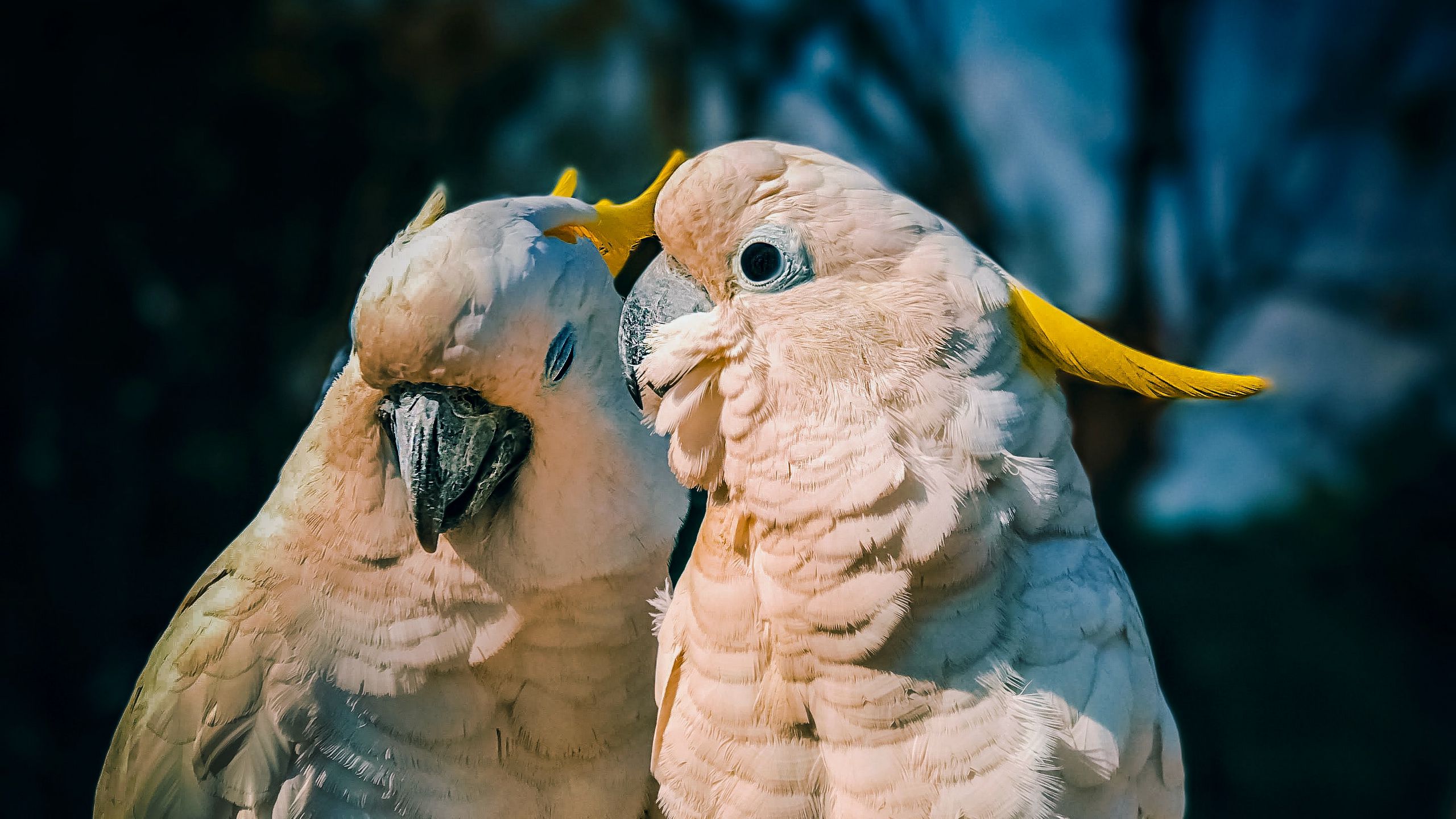 Cockatoo Stock Photos, Royalty Free Cockatoo Images | Depositphotos