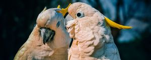 Preview wallpaper cockatoo, parrots, love, birds