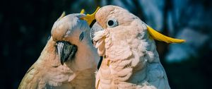 Preview wallpaper cockatoo, parrots, love, birds