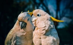 Preview wallpaper cockatoo, parrots, love, birds