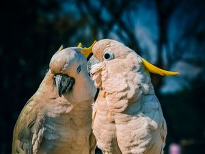 Preview wallpaper cockatoo, parrots, love, birds