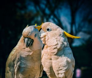 Preview wallpaper cockatoo, parrots, love, birds