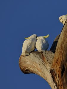 Preview wallpaper cockatoo, parrots, love, birds, tree