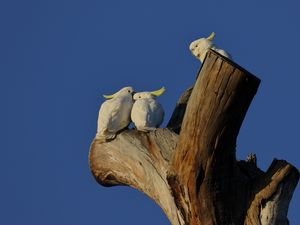 Preview wallpaper cockatoo, parrots, love, birds, tree