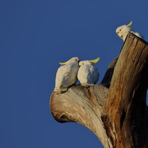 Preview wallpaper cockatoo, parrots, love, birds, tree