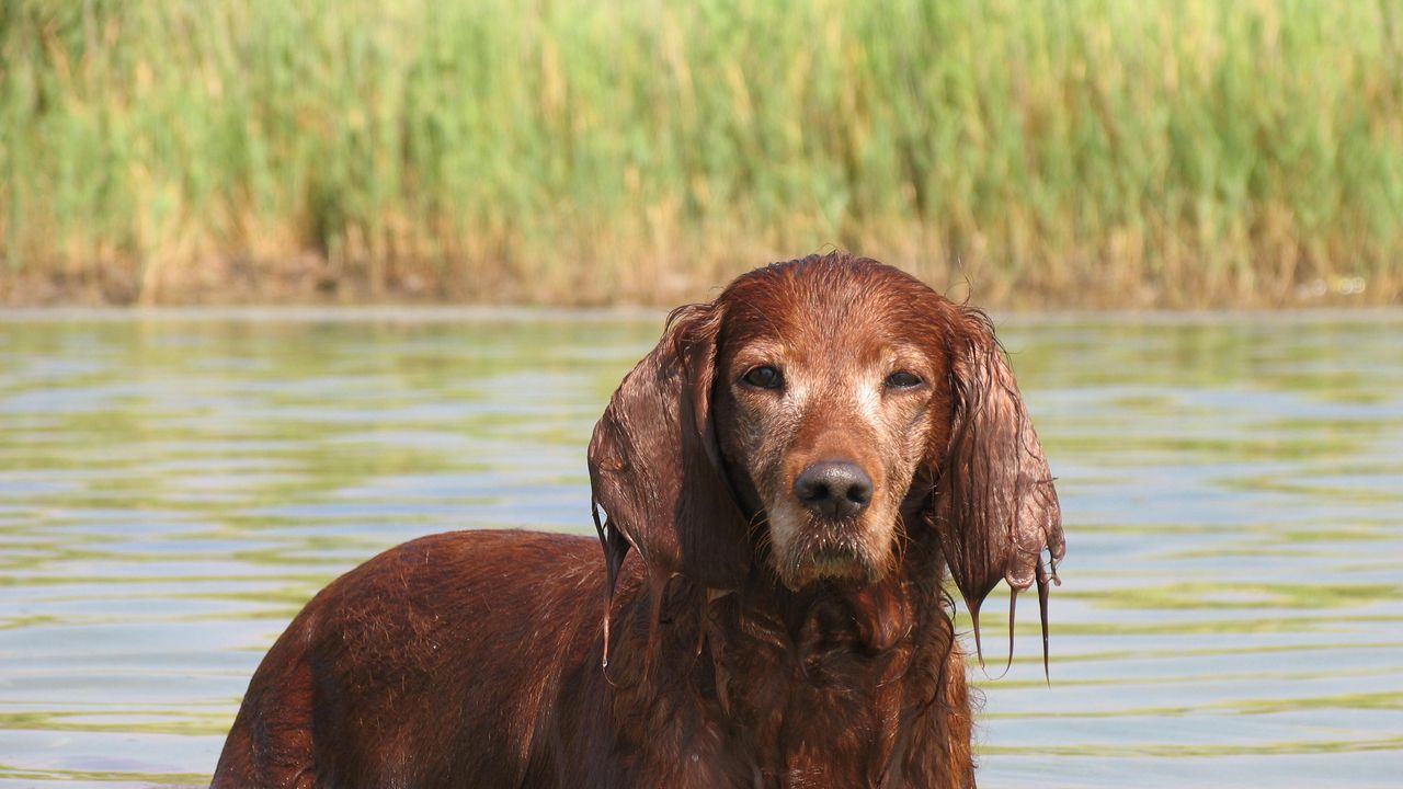 Wallpaper cocker, spaniel, dog, river, wet, ears