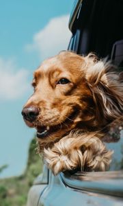 Preview wallpaper cocker spaniel, dog, brown, pet