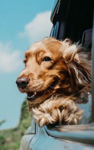 Preview wallpaper cocker spaniel, dog, brown, pet