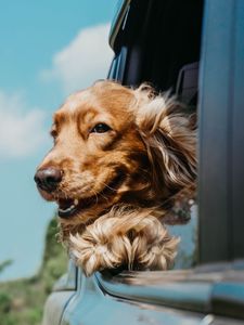 Preview wallpaper cocker spaniel, dog, brown, pet