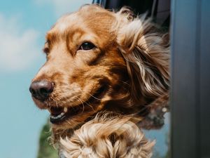 Preview wallpaper cocker spaniel, dog, brown, pet