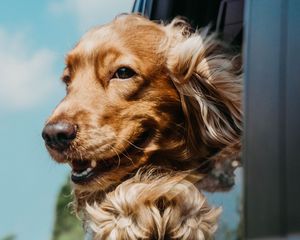 Preview wallpaper cocker spaniel, dog, brown, pet