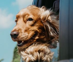 Preview wallpaper cocker spaniel, dog, brown, pet