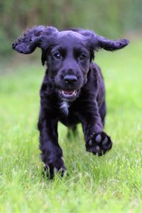 Preview wallpaper cocker spaniel, puppy, walking