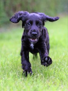 Preview wallpaper cocker spaniel, puppy, walking