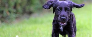 Preview wallpaper cocker spaniel, puppy, walking