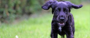 Preview wallpaper cocker spaniel, puppy, walking