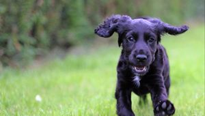 Preview wallpaper cocker spaniel, puppy, walking