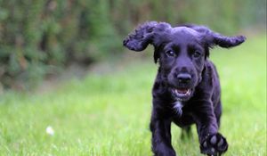 Preview wallpaper cocker spaniel, puppy, walking